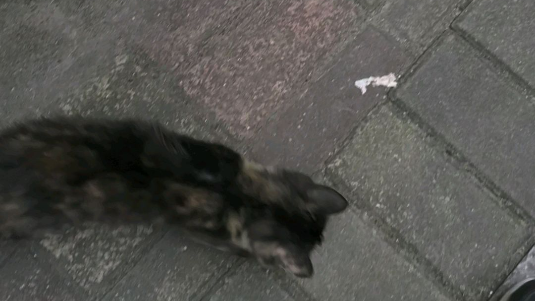不要随便摸路边小野猫哦